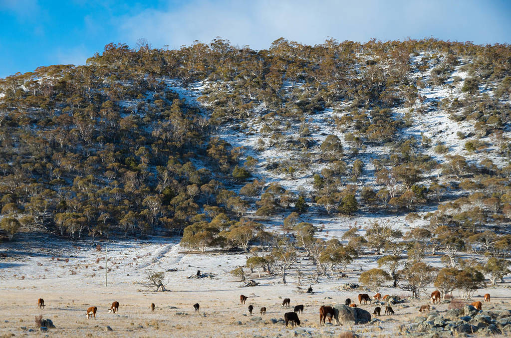 Cattle grazing on a frosty field at the base of a snow-dusted hillside covered with native bushland in the Snowy Mountains region