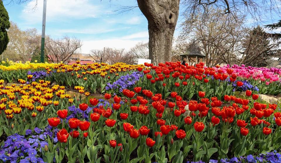 9 Delightful Spots Near Sydney To See Spring Flowers In Full Bloom