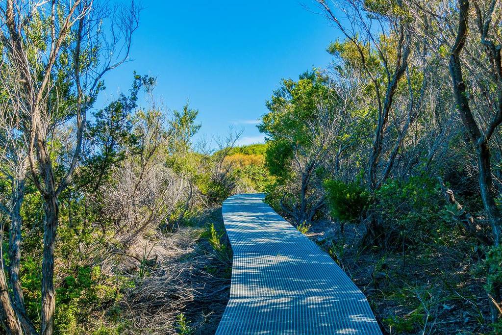 Boardwalk surrounded by native bushland leading to Wattamolla Beach in Royal National Park, New South Wales
