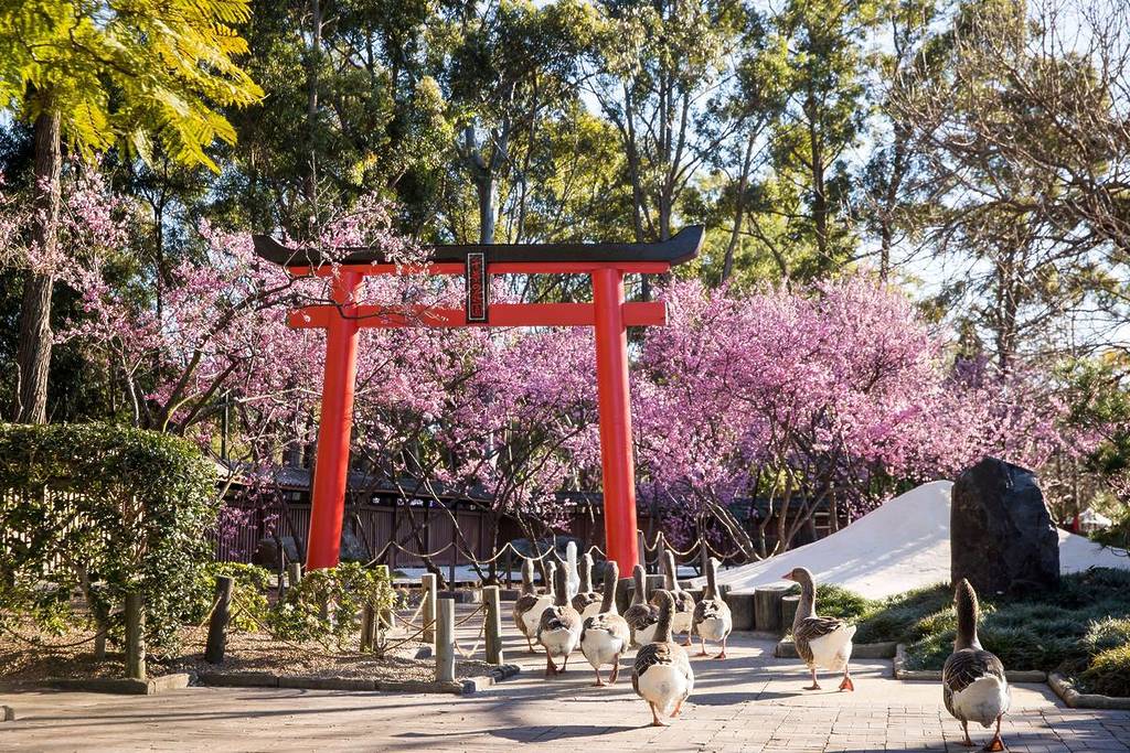 A group of geese walking along a path under a vibrant red Torii gate, surrounded by blooming pink cherry blossoms at the Auburn Botanic Gardens in Sydney, Australia