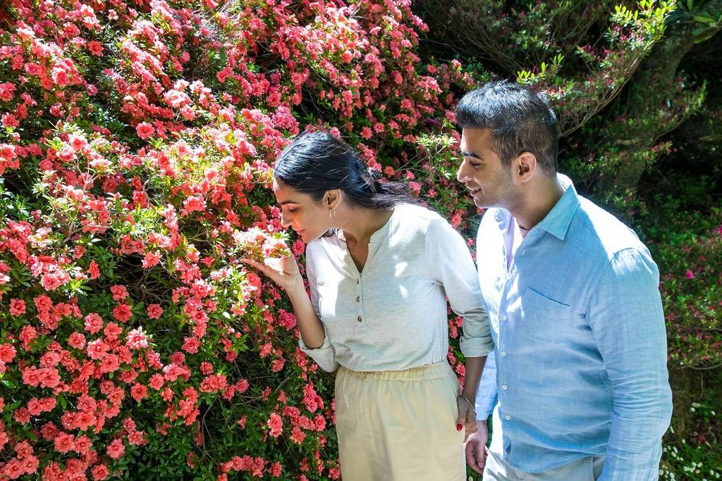 A couple enjoying the beauty of blooming pink azalea flowers at Leura, with the woman leaning in to smell the flowers while the man smiles beside her