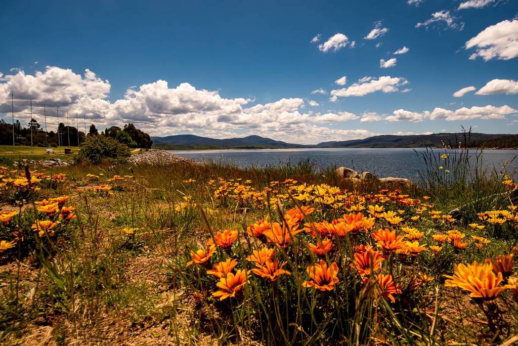Vibrant orange and yellow wildflowers in Kosciuszko National Park with a tranquil lake and mountains in the background under a clear blue sky