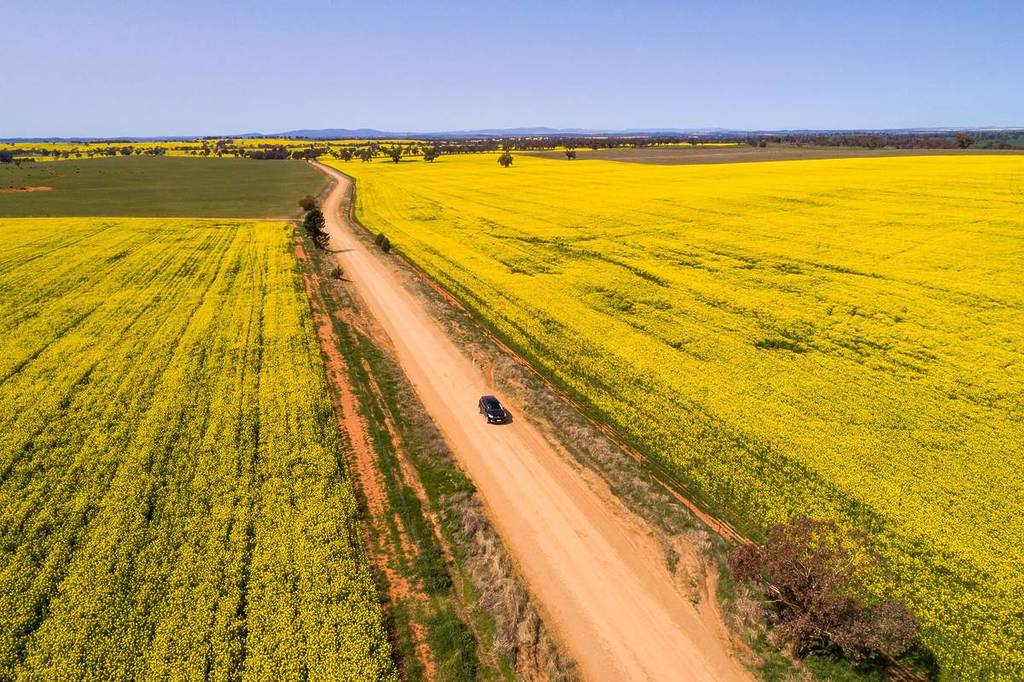 A car driving along a dirt road bordered by expansive yellow canola fields in the Riverina region under a bright sky, one of the best spring road trips in NSW