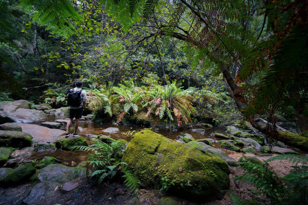 A hiker stands on a mossy rock by a tranquil creek, surrounded by vibrant ferns and dense woodland on the Grand Canyon Walk in the Blue Mountains