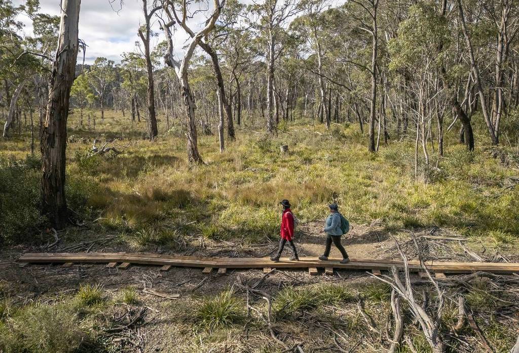Two hikers walking along a wooden boardwalk through a forested area Gardens of Stone along the Broad Swamp Loop Walk surrounded by tall trees