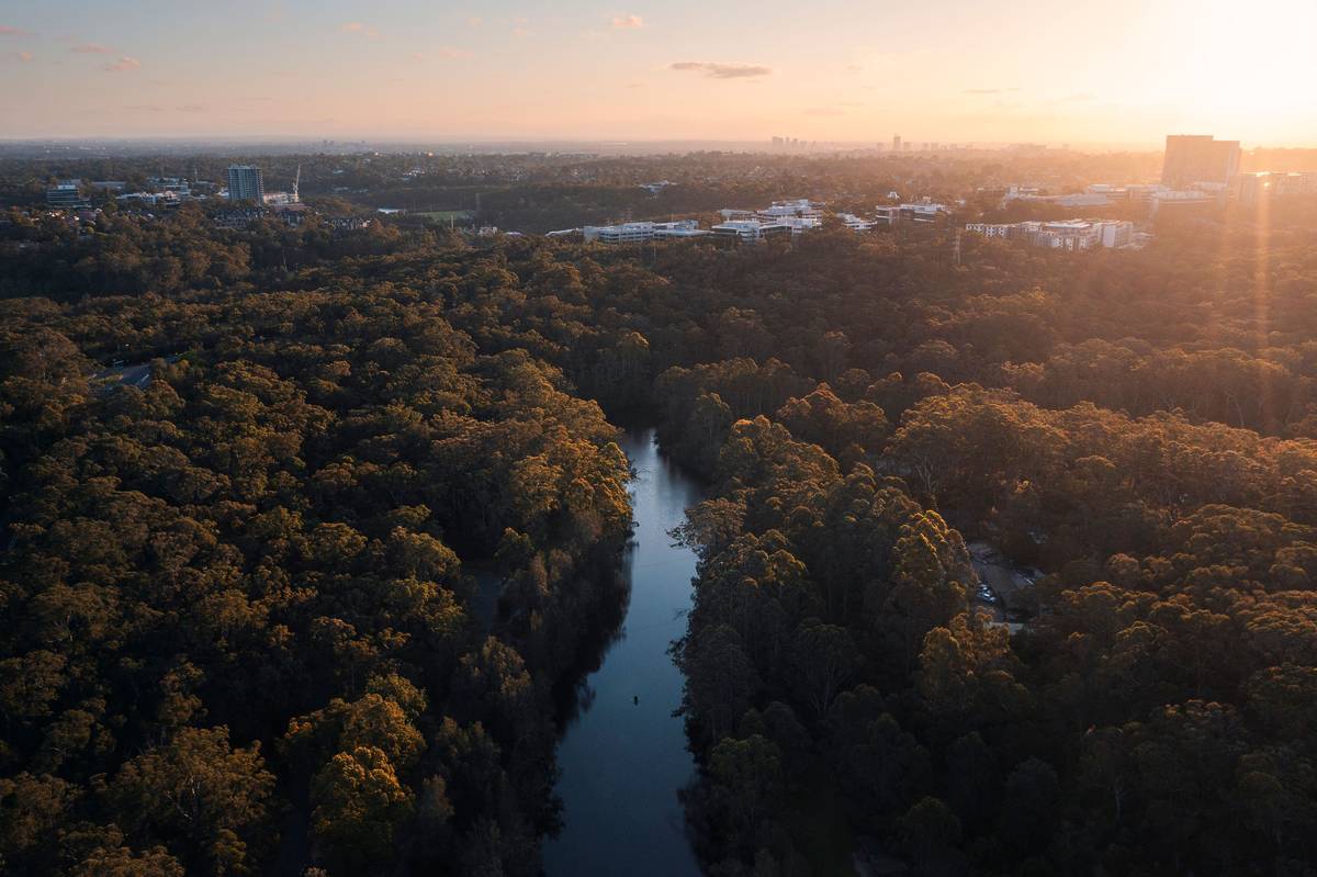 Aerial view of Lane Cove National Park at sunset, showing dense bushland and the winding Lane Cove River surrounded by trees