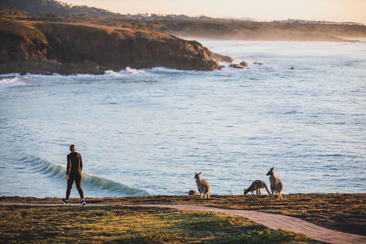 Kangaroos in the morning light at Look At Me Headland, Emerald Beach on the Coffs Coast.