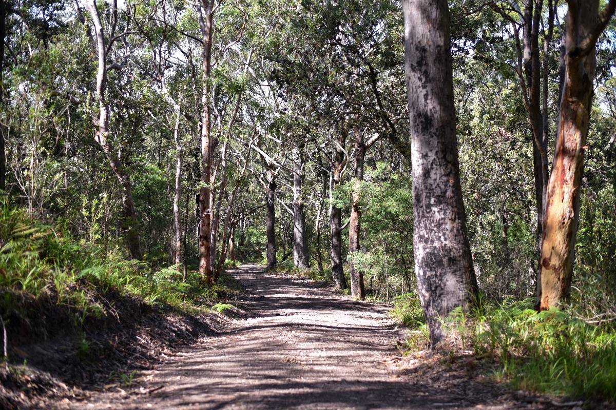 A hiking route filled with trees and greenery in the Worimi National Park