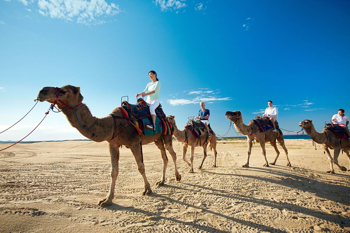 A line of camels walking along the sand at Stockton Beach with dunes rising behind them