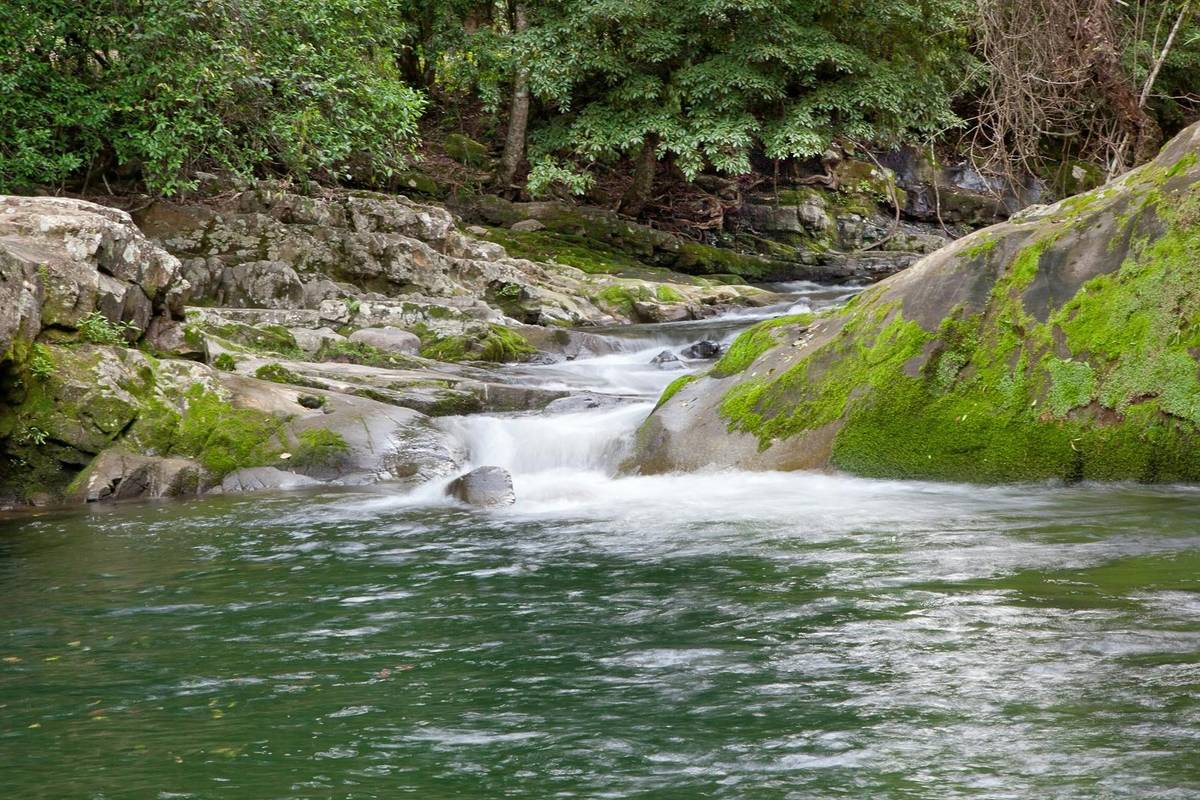 Green swimming hole below a small waterfall, framed by mossy rocks and forest at Ladies Well, NSW