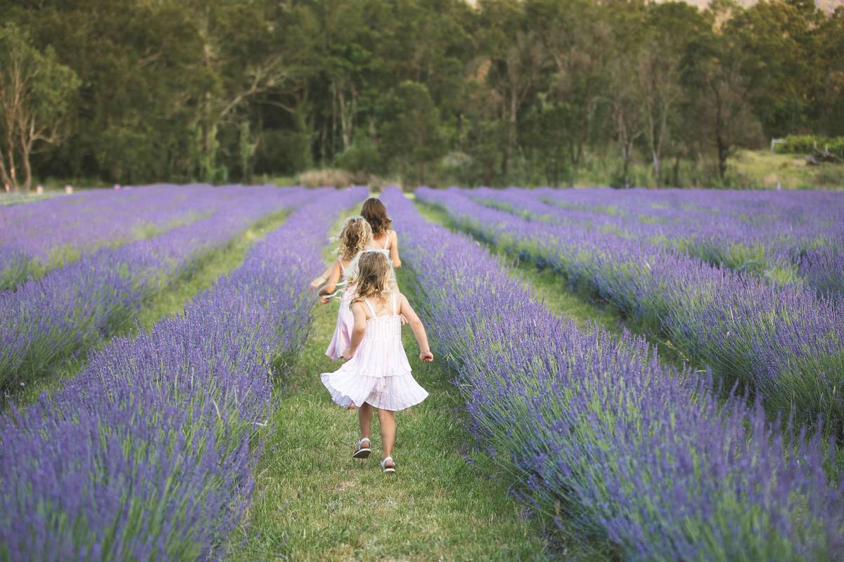 Kids running between rows of lavender in full bloom at Hunter Lavender Farm in the Hunter Valley