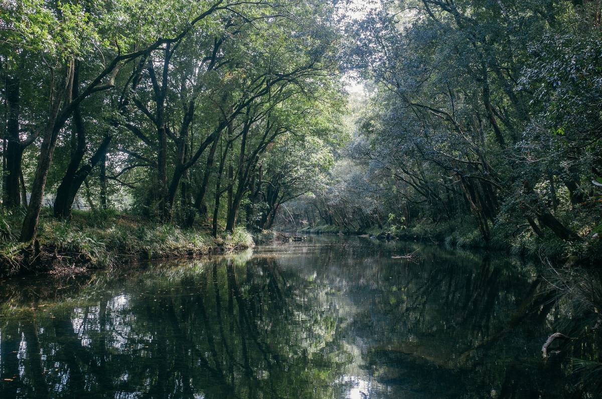 Calm river flowing through dense forest with overhanging trees reflected in the water near Bellingen