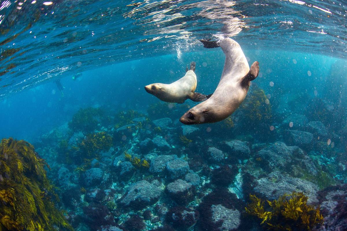 Australian fur seals swimming underwater around Montague Island off the coast of Narooma