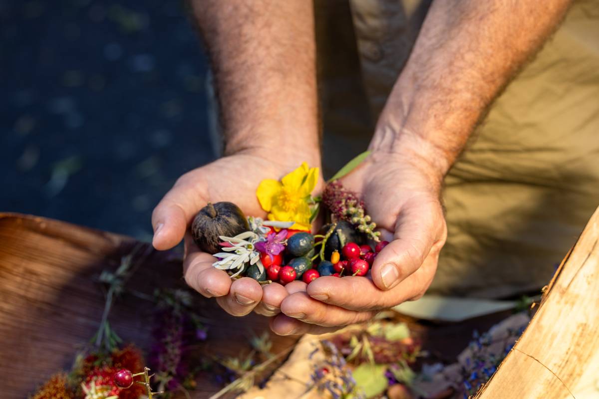 Hands holding a colourful mix of native bush foods and edible flowers, including berries, seeds and blossoms, gathered outdoors