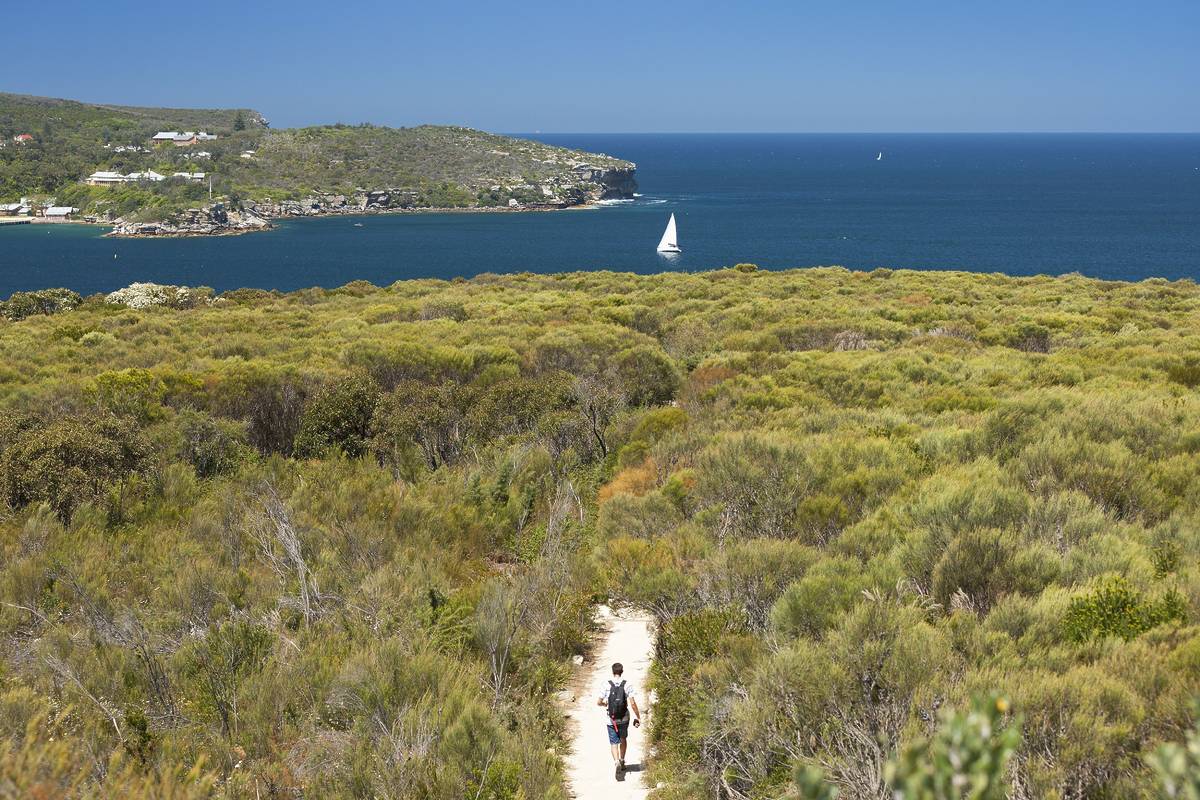 Walker on the Spit to Manly coastal trail overlooking North Harbour near Reef Beach in Sydney Harbour National Park