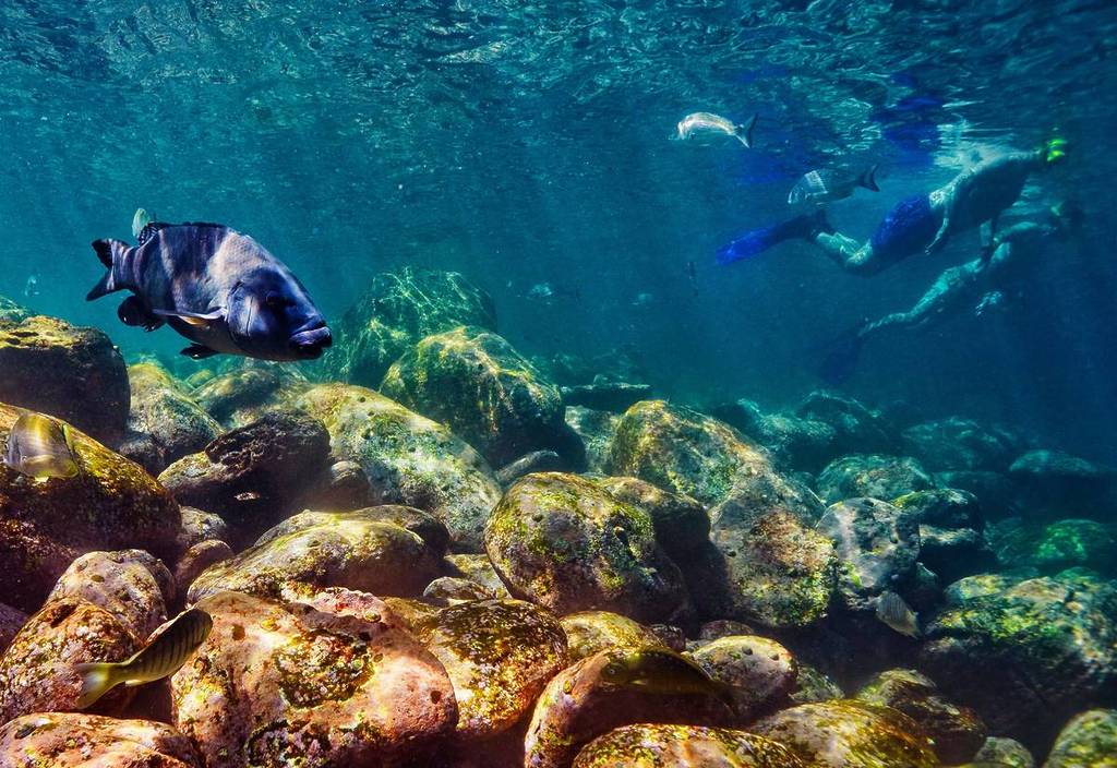 Snorkellers swimming among fish and rocky reef at Cabbage Tree Bay in Manly, Sydney