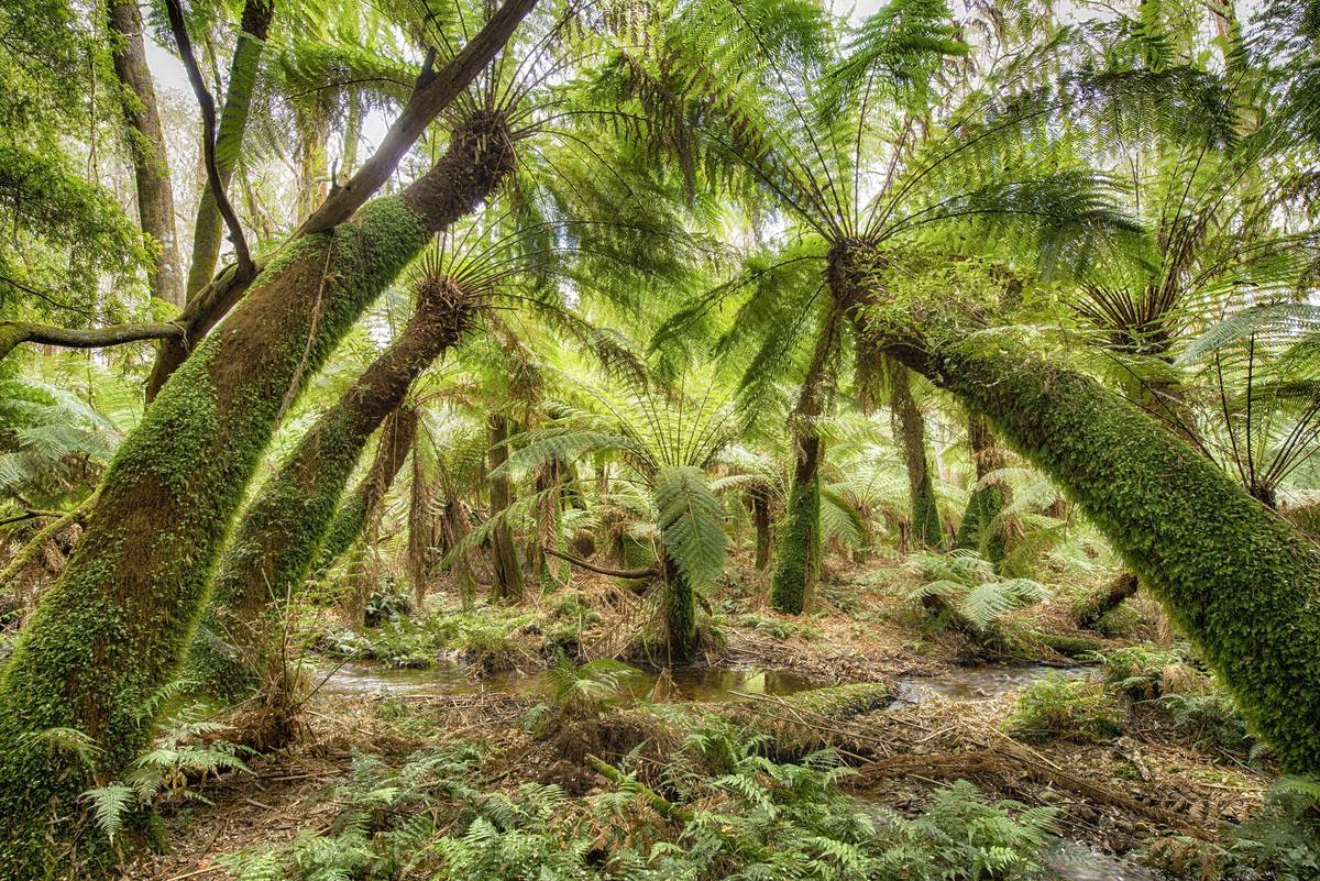 Lush rainforest in Deua National Park NSW, with towering tree ferns and a flowing creek