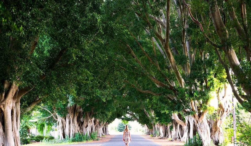 Over 24,000 New Trees Are Set To Transform Streets And Suburbs Across NSW