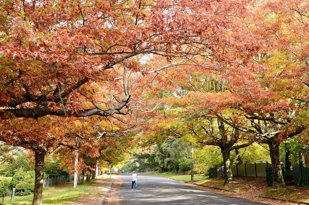 Person walking beneath a canopy of red and orange autumn leaves along a residential street in Blackheath