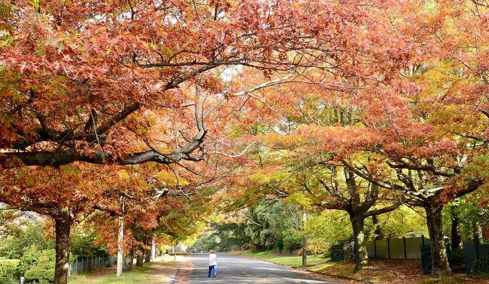 This Small Town Just 1.5 Hours From Sydney Glows Golden In Autumn – With Quaint Cafes And Old-World Charm