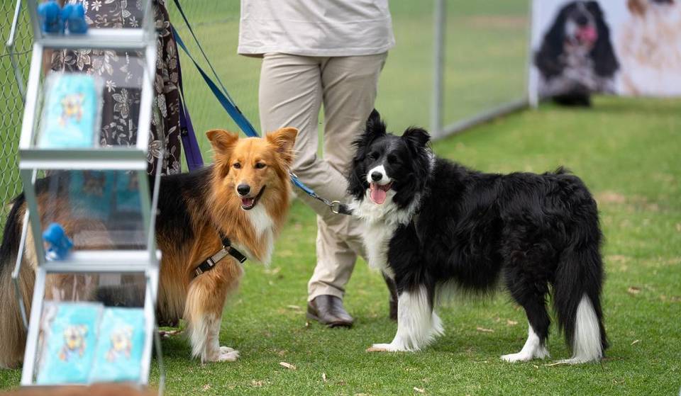 Only 3 In 500 Dogs Actually Needed A Booster In This Recent Study: Here’s How To Test Your Pet’s Immunity In Sydney This Sunday