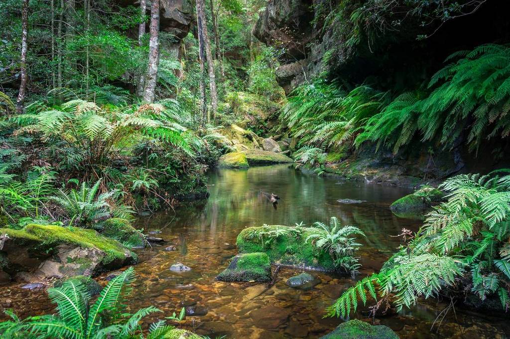 Clear creek and moss-covered rocks surrounded by lush ferns in the Grand Canyon Track