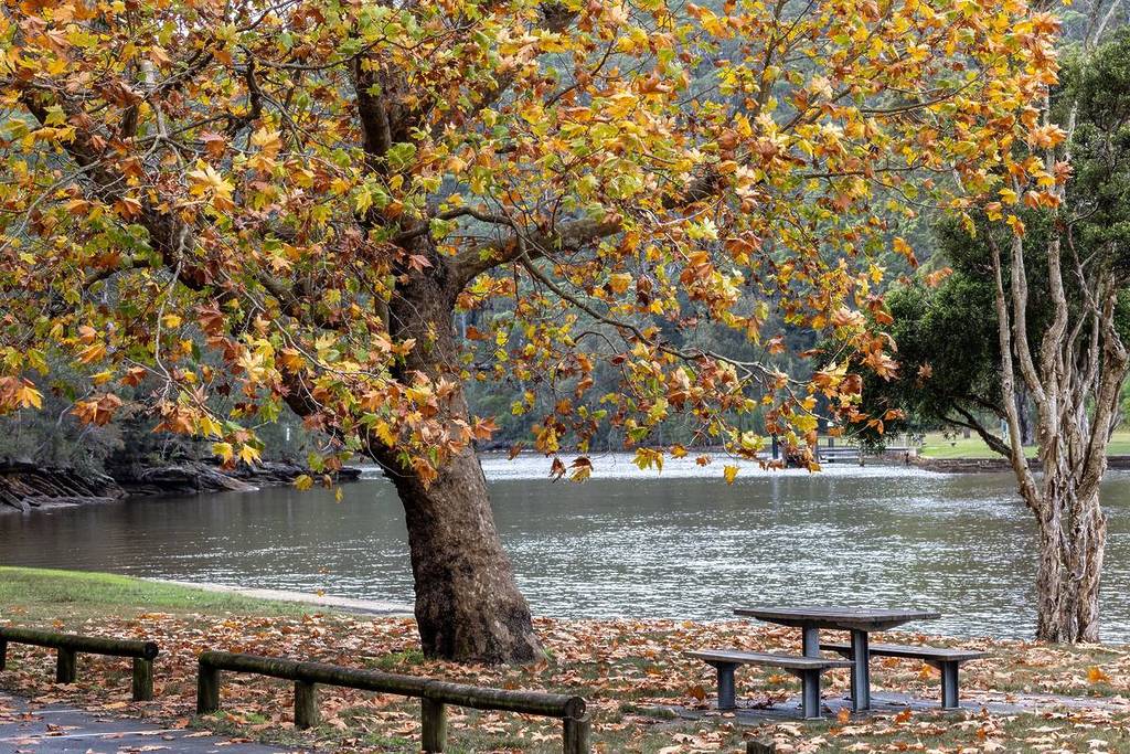 Autumn trees beside a peaceful river in Royal National Park near Bundeena
