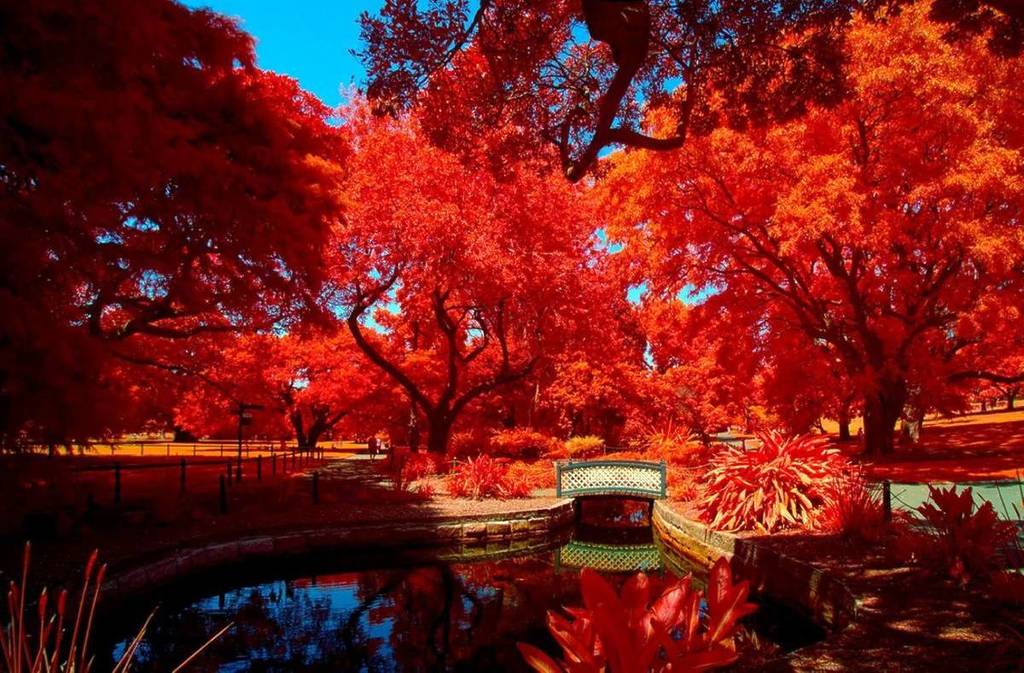 Sydney-Royal-Botanical-Gardens