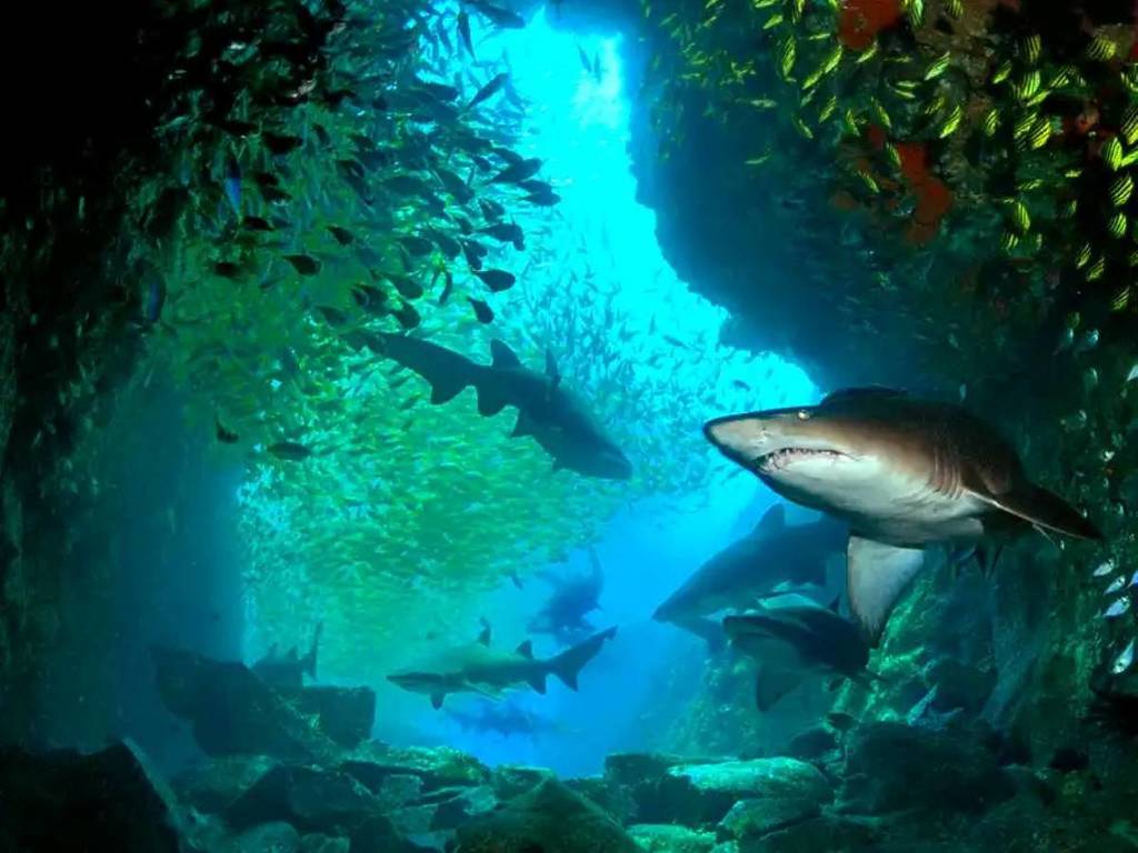 fish rock cave