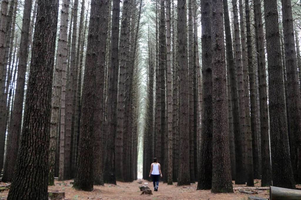 Laurel Hill Sugar pine Forest NSW