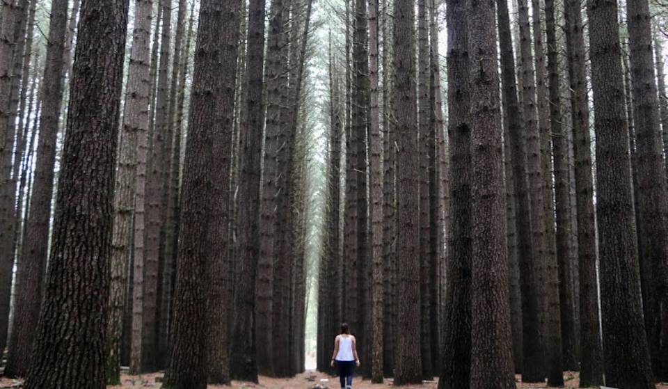 Destroyed By Bushfires In 2020, The Iconic NSW Pine Forest 4 Hours From Sydney Is Back With An Open-Air Sculpture Museum—and It Feels Just Like North America