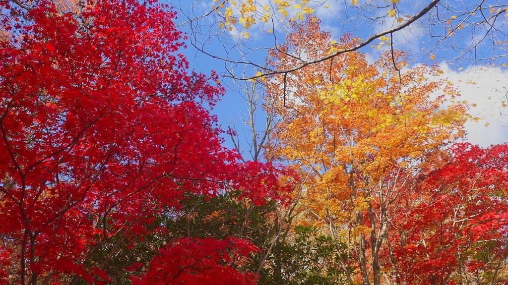 Bright red, orange and yellow maple trees in peak autumn colour at Bebeah Garden in Mount Wilson