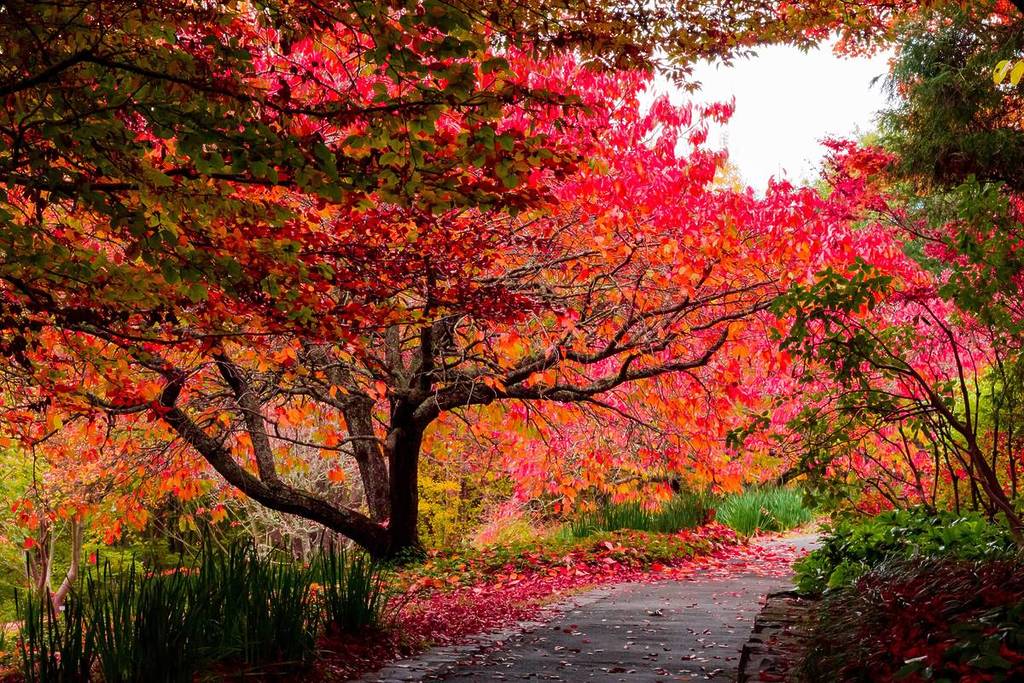 Bright red autumn tree over a garden path in the Blue Mountains National Park surrounded by dense foliage in peak seasonal colour