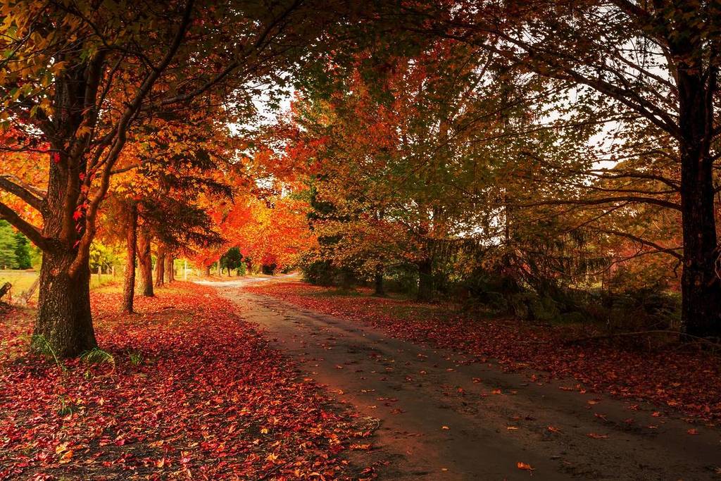Tree-lined path covered in fallen autumn leaves with vibrant orange and red foliage overhead in the Blue Mountains