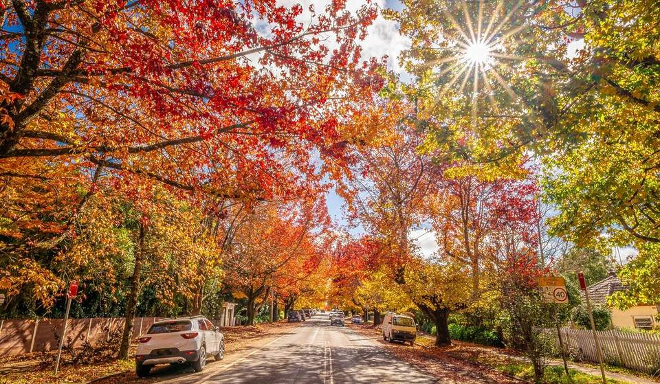 One Of The Prettiest Autumn Streets In NSW Is Now Ablaze With Colour – Just 1.5 Hours From Sydney