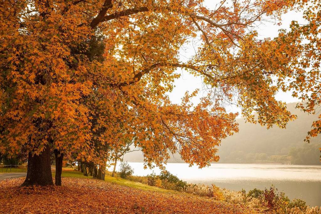 Autumn foliage in vibrant orange lining the Hawkesbury River near Windsor, with fallen leaves covering the ground