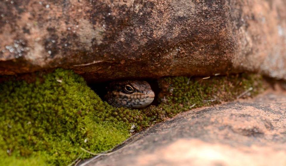 “One of Australia’s Most Significant Reptile Discoveries”: A Newly Discovered Ancient Species Hidden In A NSW National Park — With Fewer Than 20 Left In The Wild