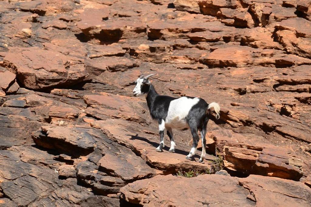 Feral goat in Mutawintji
