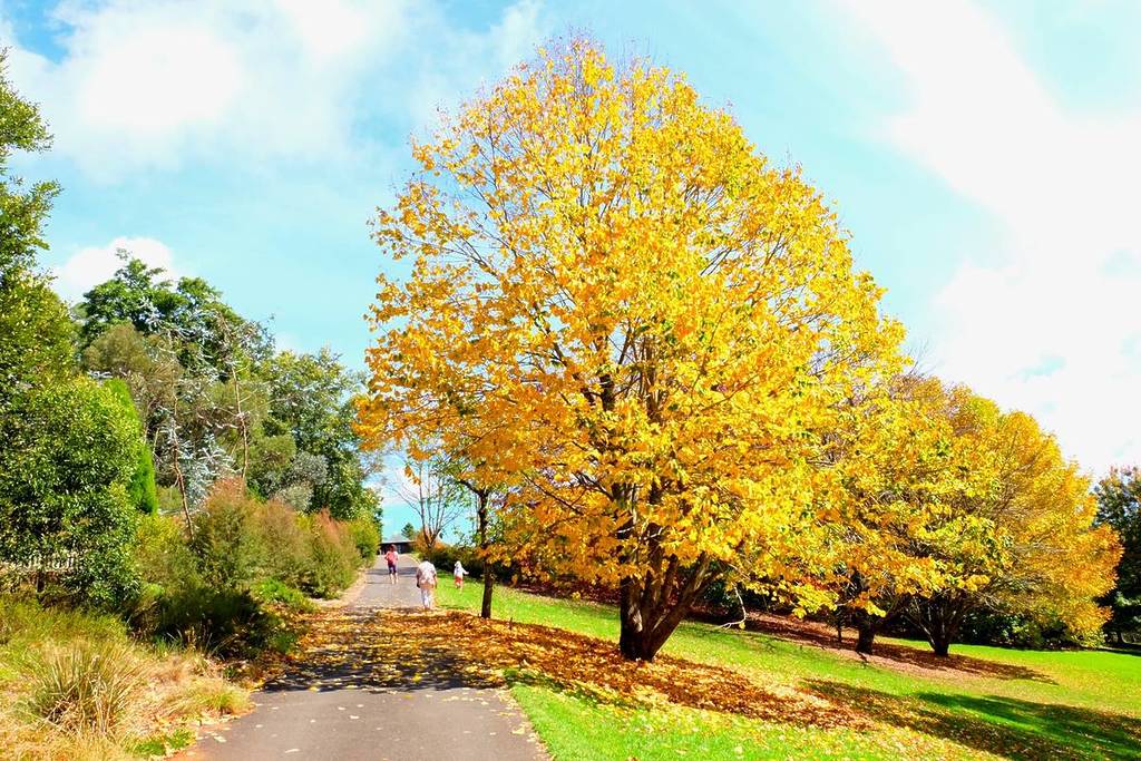 Bright golden autumn tree beside a paved path with visitors walking through Blue Mountains Botanic Garden Mount Tomah