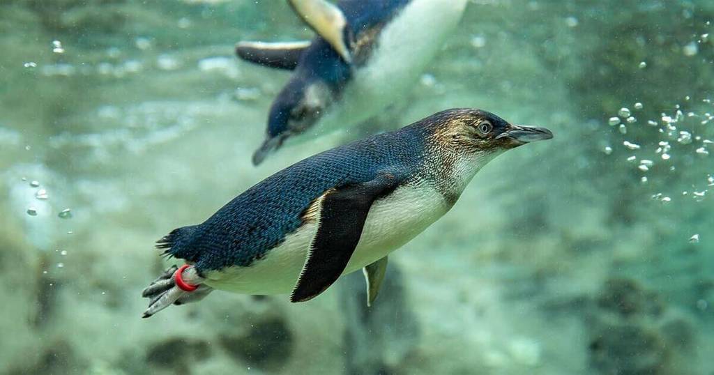 little penguins in manly sydney at store beach