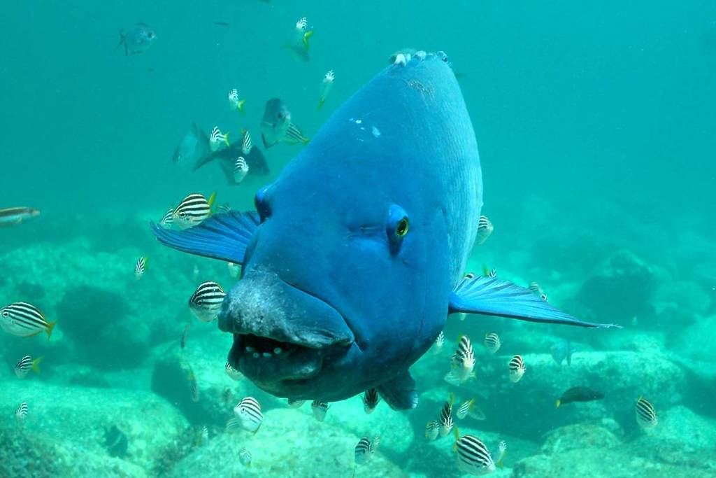 blue groper spotted while snorkelling