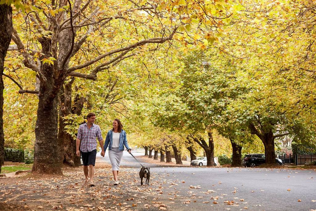 Couple walking down a tree-lined street in Orange NSW under golden autumn foliage