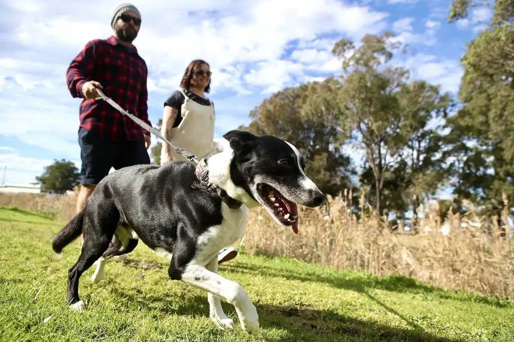 Ashleigh and Dean Irvine, with their dog Jax, support a proposal for an off-leash dog park at Shellharbour Memorial Park, Warilla