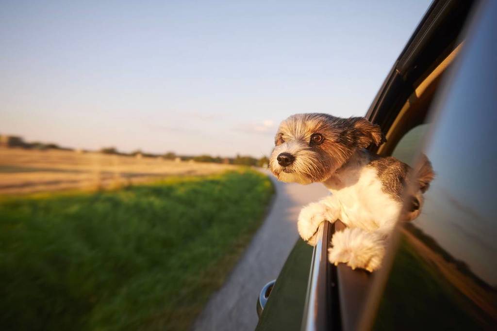 dog in scenic car drive