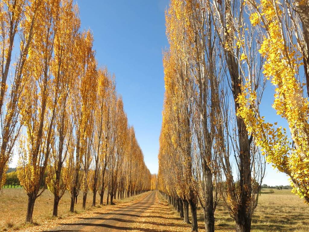 Autumn poplar trees lining a country road in NSW's New England High Country on the Tourist 11 drive