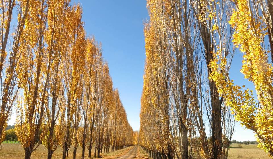 This autumn road trip in NSW winds past 140km of stunning scenery, cosy cafes and Australia’s ‘Stonehenge’