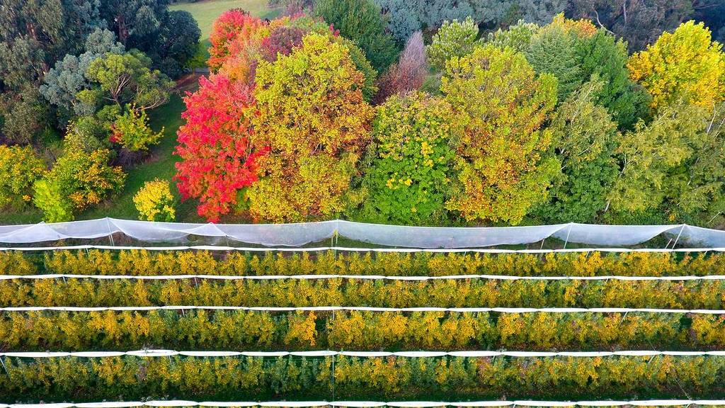 This little-known small town is bursting with autumn colour – and it’s called the ‘apple capital of NSW’