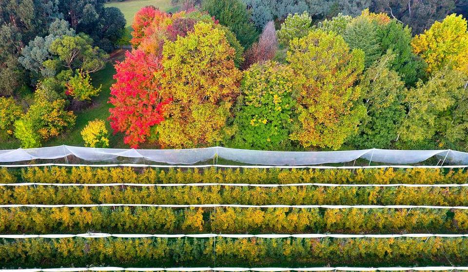 This little-known small town is bursting with autumn colour – and it’s called the ‘apple capital of NSW’