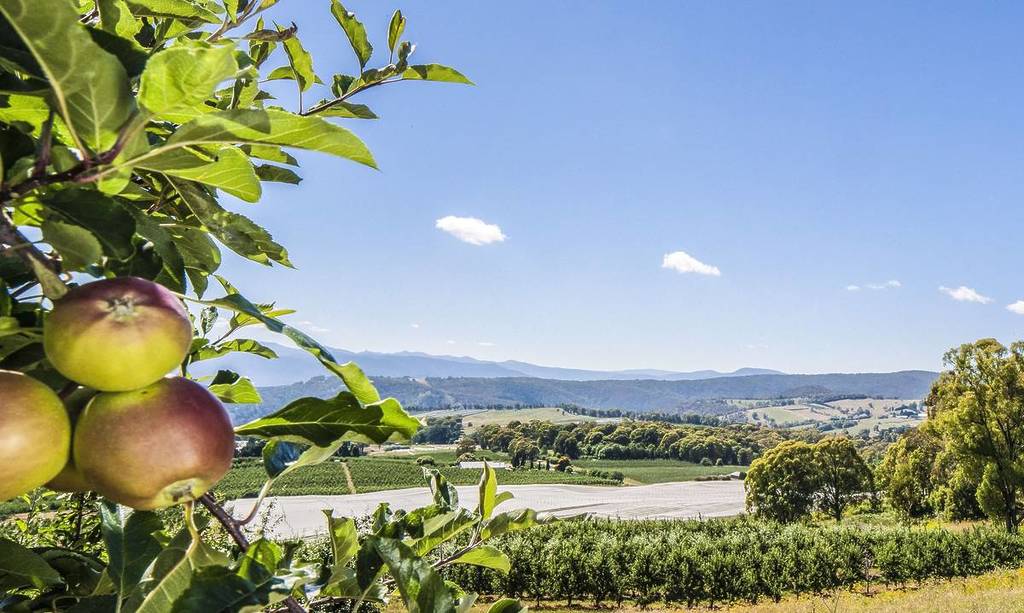Apple orchards overlooking the Snowy Valleys landscape near Batlow, NSW