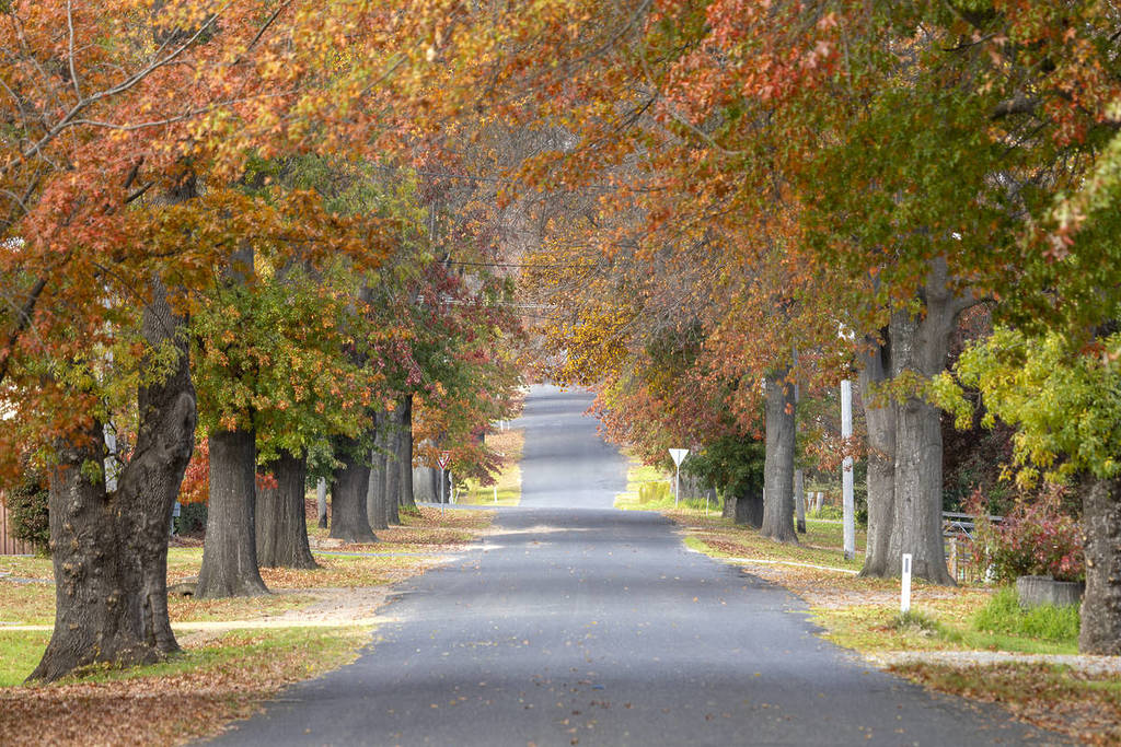 Tree-lined street in Tenterfield covered in vibrant autumn foliage in northern NSW